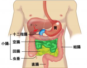 なかなか改善しない腰痛は内臓疲労が原因かも 腰痛専門の整体師が解説します Anmin調整院 多摩区 稲田堤 稲城市で腰痛 坐骨神経痛 足底筋膜炎でお悩みなら当院の整体